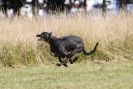 Image 38 in LURCHERS.  SANDRINGHAM 2012 ( OVERS AND ROUGH COATS ) TIMED RUNS