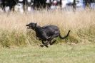 Image 38 in LURCHERS. SANDRINGHAM 2012 ( OVERS AND ROUGH COATS ) TIMED RUNS