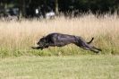 Image 39 in LURCHERS.  SANDRINGHAM 2012 ( OVERS AND ROUGH COATS ) TIMED RUNS