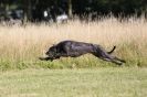 Image 39 in LURCHERS. SANDRINGHAM 2012 ( OVERS AND ROUGH COATS ) TIMED RUNS
