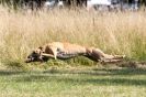 Image 4 in LURCHERS. SANDRINGHAM 2012 ( OVERS AND ROUGH COATS ) TIMED RUNS