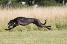 Image 40 in LURCHERS.  SANDRINGHAM 2012 ( OVERS AND ROUGH COATS ) TIMED RUNS