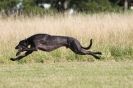 Image 40 in LURCHERS. SANDRINGHAM 2012 ( OVERS AND ROUGH COATS ) TIMED RUNS