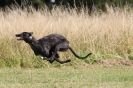 Image 41 in LURCHERS. SANDRINGHAM 2012 ( OVERS AND ROUGH COATS ) TIMED RUNS