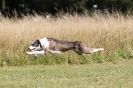 Image 42 in LURCHERS. SANDRINGHAM 2012 ( OVERS AND ROUGH COATS ) TIMED RUNS