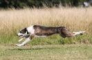 Image 43 in LURCHERS. SANDRINGHAM 2012 ( OVERS AND ROUGH COATS ) TIMED RUNS