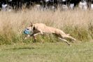 Image 44 in LURCHERS.  SANDRINGHAM 2012 ( OVERS AND ROUGH COATS ) TIMED RUNS
