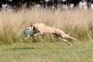 Image 44 in LURCHERS. SANDRINGHAM 2012 ( OVERS AND ROUGH COATS ) TIMED RUNS