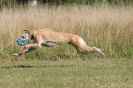 Image 45 in LURCHERS.  SANDRINGHAM 2012 ( OVERS AND ROUGH COATS ) TIMED RUNS