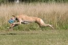 Image 45 in LURCHERS. SANDRINGHAM 2012 ( OVERS AND ROUGH COATS ) TIMED RUNS