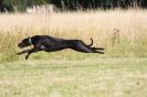 Image 46 in LURCHERS.  SANDRINGHAM 2012 ( OVERS AND ROUGH COATS ) TIMED RUNS