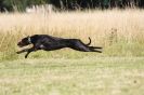 Image 46 in LURCHERS. SANDRINGHAM 2012 ( OVERS AND ROUGH COATS ) TIMED RUNS