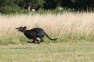Image 47 in LURCHERS. SANDRINGHAM 2012 ( OVERS AND ROUGH COATS ) TIMED RUNS