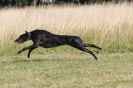Image 48 in LURCHERS.  SANDRINGHAM 2012 ( OVERS AND ROUGH COATS ) TIMED RUNS