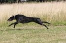 Image 48 in LURCHERS. SANDRINGHAM 2012 ( OVERS AND ROUGH COATS ) TIMED RUNS