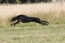 Image 49 in LURCHERS.  SANDRINGHAM 2012 ( OVERS AND ROUGH COATS ) TIMED RUNS