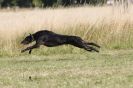 Image 49 in LURCHERS. SANDRINGHAM 2012 ( OVERS AND ROUGH COATS ) TIMED RUNS