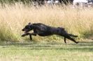 Image 5 in LURCHERS. SANDRINGHAM 2012 ( OVERS AND ROUGH COATS ) TIMED RUNS