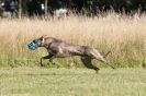 Image 50 in LURCHERS. SANDRINGHAM 2012 ( OVERS AND ROUGH COATS ) TIMED RUNS