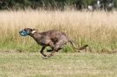 Image 51 in LURCHERS. SANDRINGHAM 2012 ( OVERS AND ROUGH COATS ) TIMED RUNS