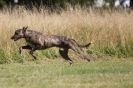 Image 52 in LURCHERS.  SANDRINGHAM 2012 ( OVERS AND ROUGH COATS ) TIMED RUNS