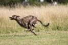 Image 53 in LURCHERS.  SANDRINGHAM 2012 ( OVERS AND ROUGH COATS ) TIMED RUNS