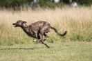 Image 53 in LURCHERS. SANDRINGHAM 2012 ( OVERS AND ROUGH COATS ) TIMED RUNS