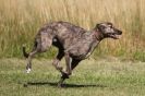 Image 54 in LURCHERS.  SANDRINGHAM 2012 ( OVERS AND ROUGH COATS ) TIMED RUNS