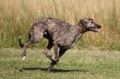 Image 54 in LURCHERS. SANDRINGHAM 2012 ( OVERS AND ROUGH COATS ) TIMED RUNS