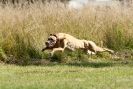 Image 7 in LURCHERS. SANDRINGHAM 2012 ( OVERS AND ROUGH COATS ) TIMED RUNS