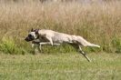 Image 8 in LURCHERS. SANDRINGHAM 2012 ( OVERS AND ROUGH COATS ) TIMED RUNS