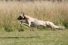 Image 9 in LURCHERS.  SANDRINGHAM 2012 ( OVERS AND ROUGH COATS ) TIMED RUNS
