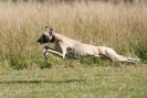 Image 9 in LURCHERS. SANDRINGHAM 2012 ( OVERS AND ROUGH COATS ) TIMED RUNS