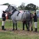 Image 1 in HEAVY HORSE OPEN DAY. MAISEBROOKE FM. SHIPMEADOW. 19 OCT. 2014