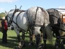 Image 11 in HEAVY HORSE OPEN DAY. MAISEBROOKE FM. SHIPMEADOW. 19 OCT. 2014