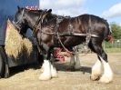 Image 17 in HEAVY HORSE OPEN DAY. MAISEBROOKE FM. SHIPMEADOW. 19 OCT. 2014