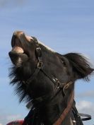 Image 21 in HEAVY HORSE OPEN DAY. MAISEBROOKE FM. SHIPMEADOW. 19 OCT. 2014