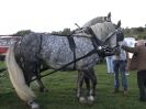 Image 25 in HEAVY HORSE OPEN DAY. MAISEBROOKE FM. SHIPMEADOW. 19 OCT. 2014