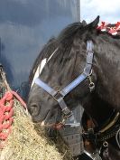 Image 26 in HEAVY HORSE OPEN DAY. MAISEBROOKE FM. SHIPMEADOW. 19 OCT. 2014