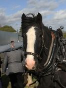 Image 29 in HEAVY HORSE OPEN DAY. MAISEBROOKE FM. SHIPMEADOW. 19 OCT. 2014