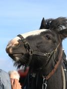 Image 30 in HEAVY HORSE OPEN DAY. MAISEBROOKE FM. SHIPMEADOW. 19 OCT. 2014