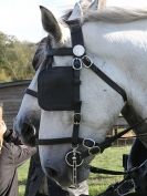 Image 4 in HEAVY HORSE OPEN DAY. MAISEBROOKE FM. SHIPMEADOW. 19 OCT. 2014