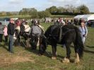 Image 9 in HEAVY HORSE OPEN DAY. MAISEBROOKE FM. SHIPMEADOW. 19 OCT. 2014