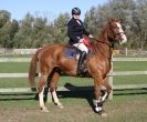 Image 2 in BROADS EC AFF. SHOW JUMPING 24 OCT 2014