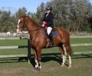 Image 6 in BROADS EC AFF. SHOW JUMPING 24 OCT 2014