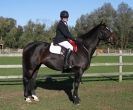 Image 8 in BROADS EC AFF. SHOW JUMPING 24 OCT 2014