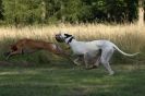 Image 1 in LURCHERS. SANDRINGHAM  2012  SUNDAY.