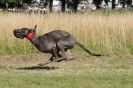 Image 10 in LURCHERS. SANDRINGHAM  2012  SUNDAY.