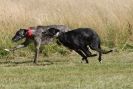 Image 100 in LURCHERS. SANDRINGHAM 2012 SUNDAY.