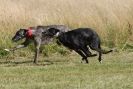 Image 100 in LURCHERS. SANDRINGHAM  2012  SUNDAY.